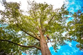 Best Firewood Processing and Delivery  in La Riviera, CA
