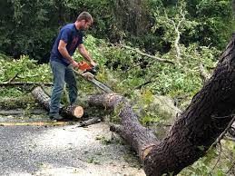 Best Seasonal Cleanup (Spring/Fall)  in La Riviera, CA