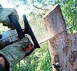 Best Tree Maintenance Programs  in La Riviera, CA