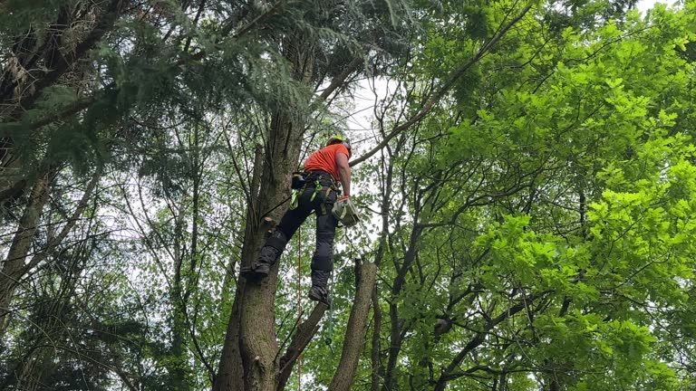 Best Arborist Consultation Services  in La Riviera, CA