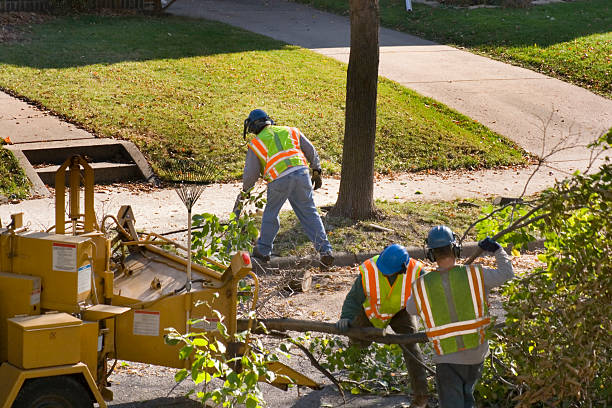 Best Pest Control for Lawns  in La Riviera, CA